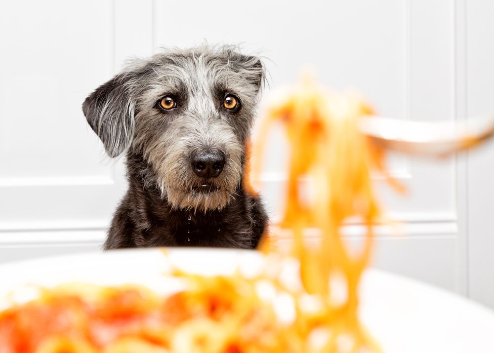 A Brussels Griffon begs for spaghetti.