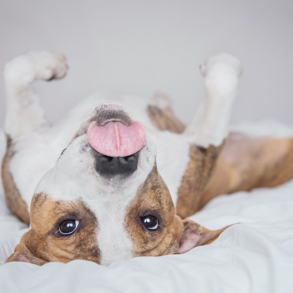 A dog lies upside down, close to the camera, with their tongue out