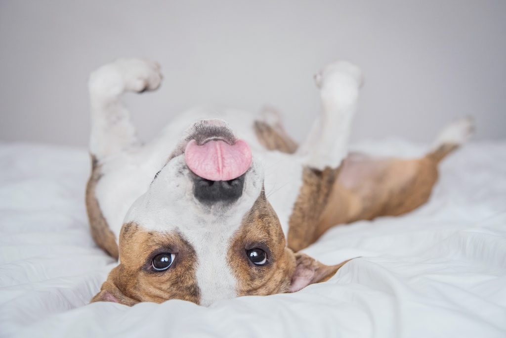 A bull terrier lies upside down, close to the camera, with their tongue out