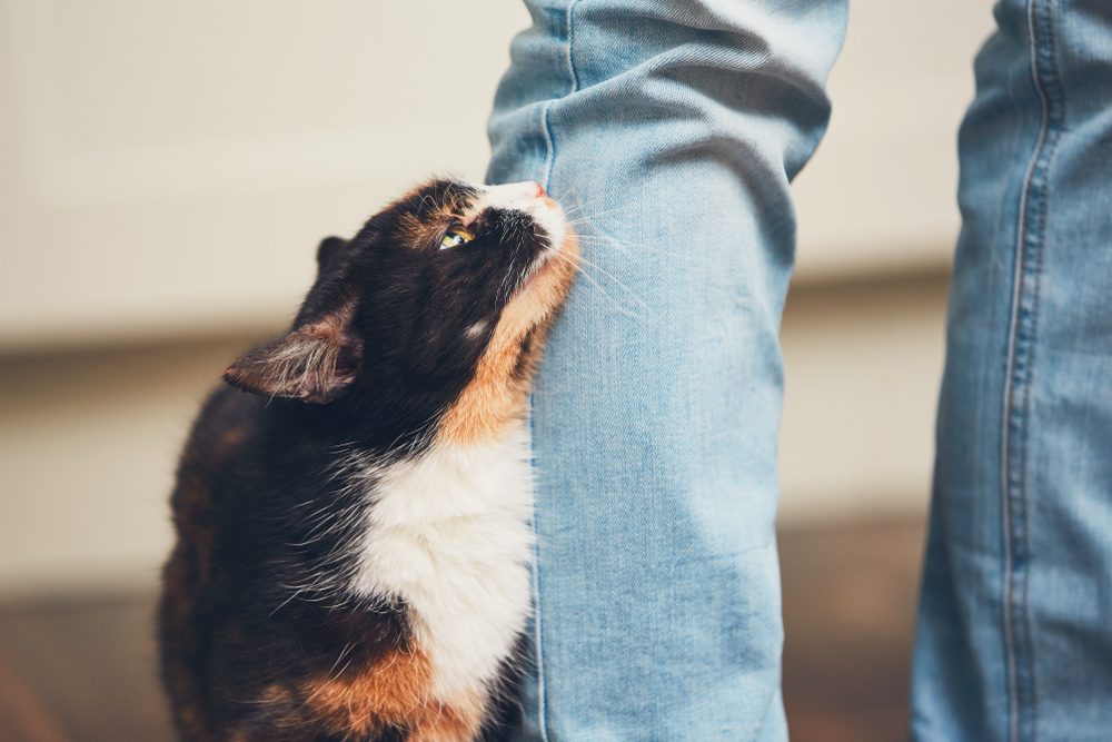 A calico cat nuzzling against a denim-clad leg.