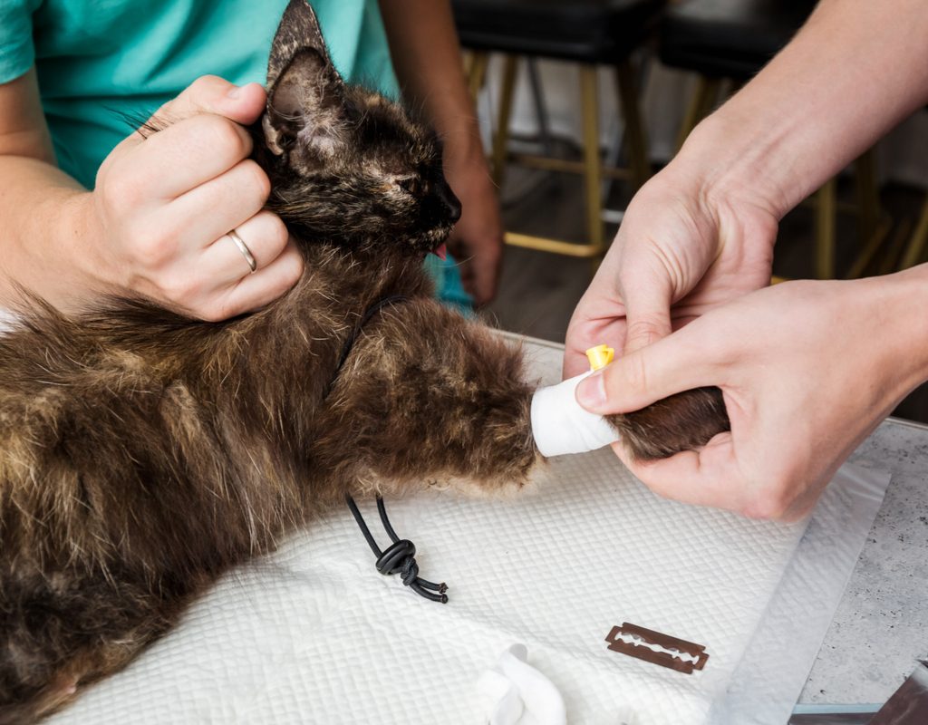 Cat being scruffed at a vet's office while having its leg bandaged