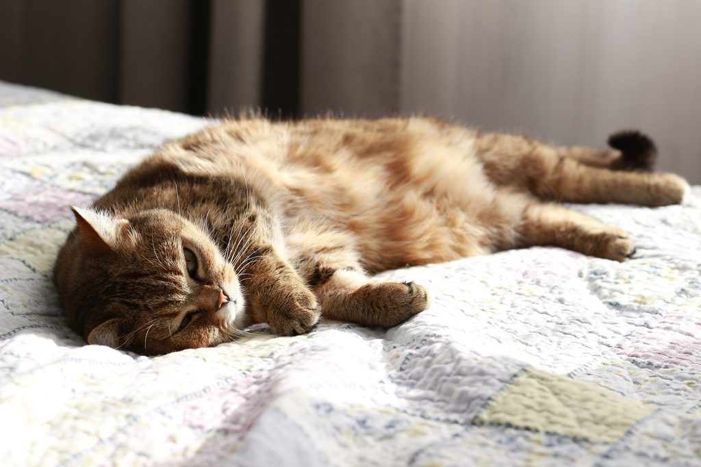 Cat lying on the sunny spot on a bed
