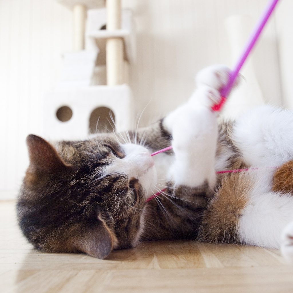 Cat lying on its back playing with a purple toy