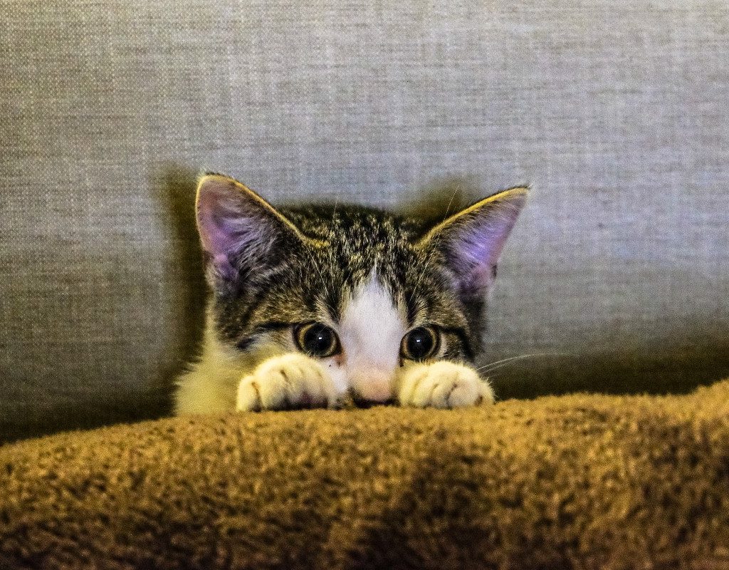 cat peering over blankets