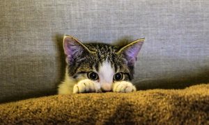 cat peering over blankets