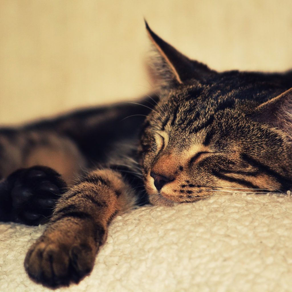 Cat sleeping on a beige fleece blanket