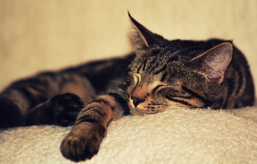 Cat sleeping on a beige fleece blanket
