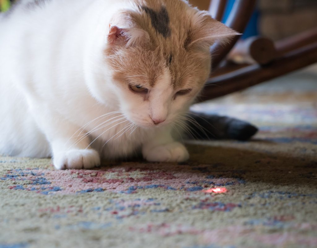 Cat staring at a red laser on the carpet