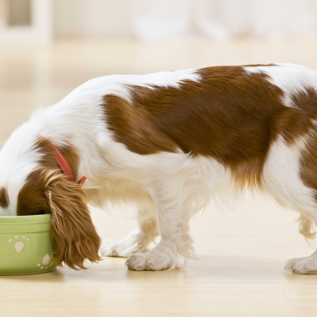 A Cavalier King Charles Spaniel eats out of a green food bowl
