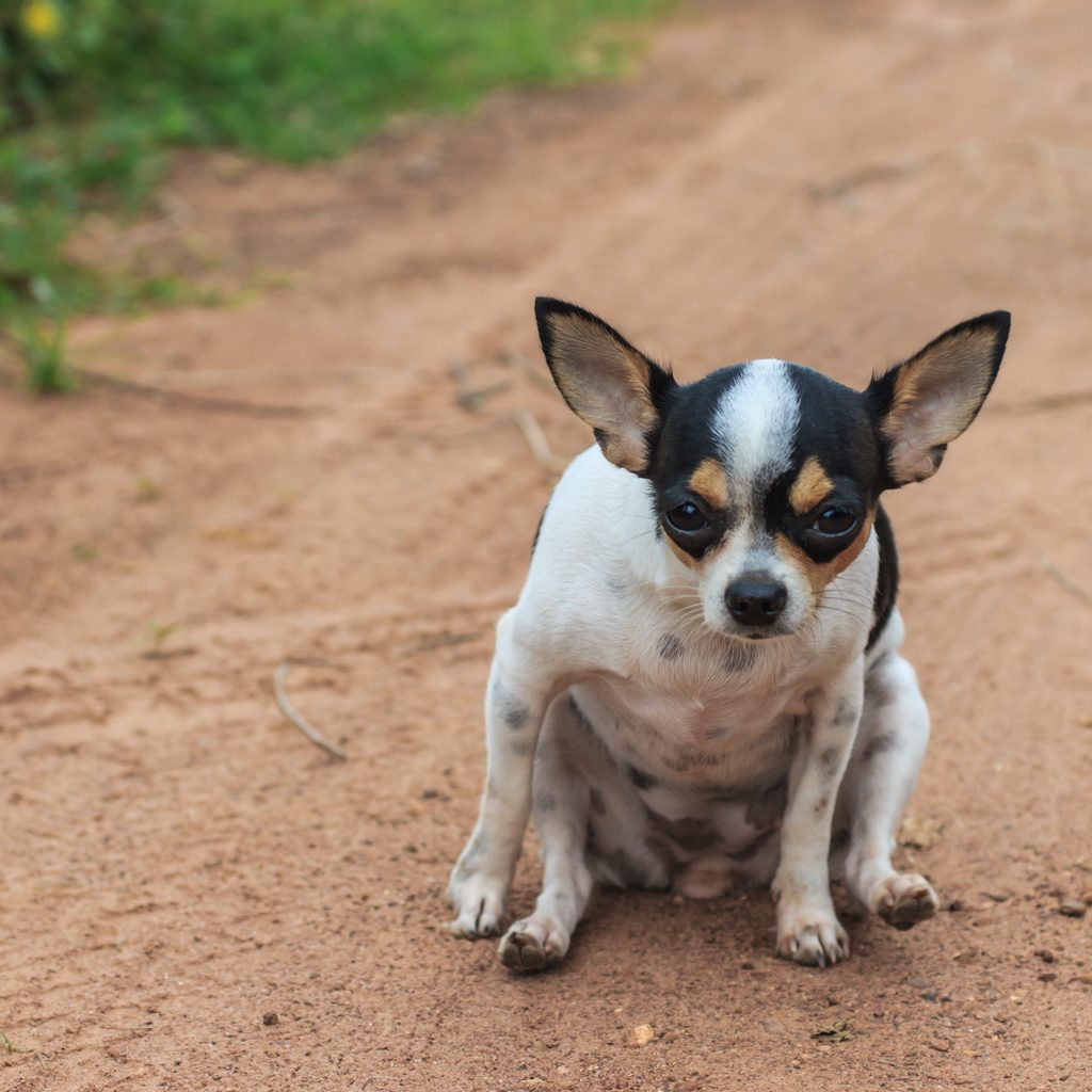 A Chihuahua scoots his bottom on the ground