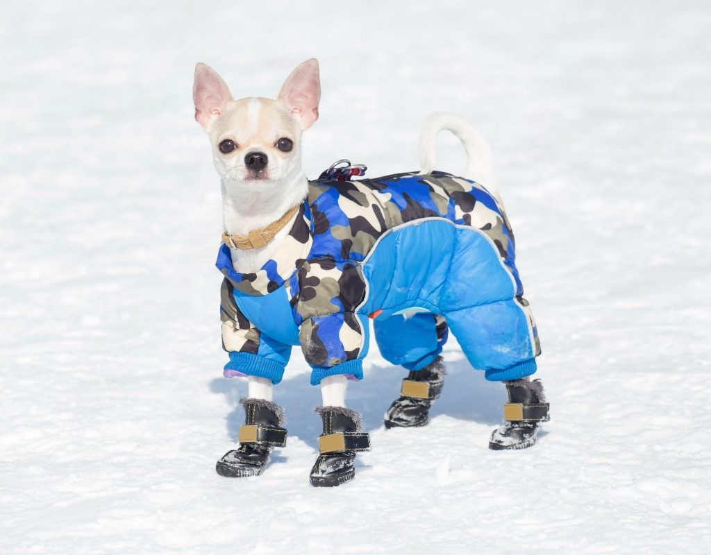 a chihuahua in winter boots and a coat