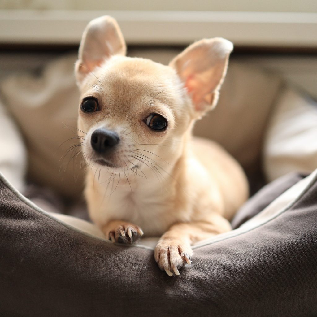 A Chihuahua puppy sits in a dog bed and looks at the camera