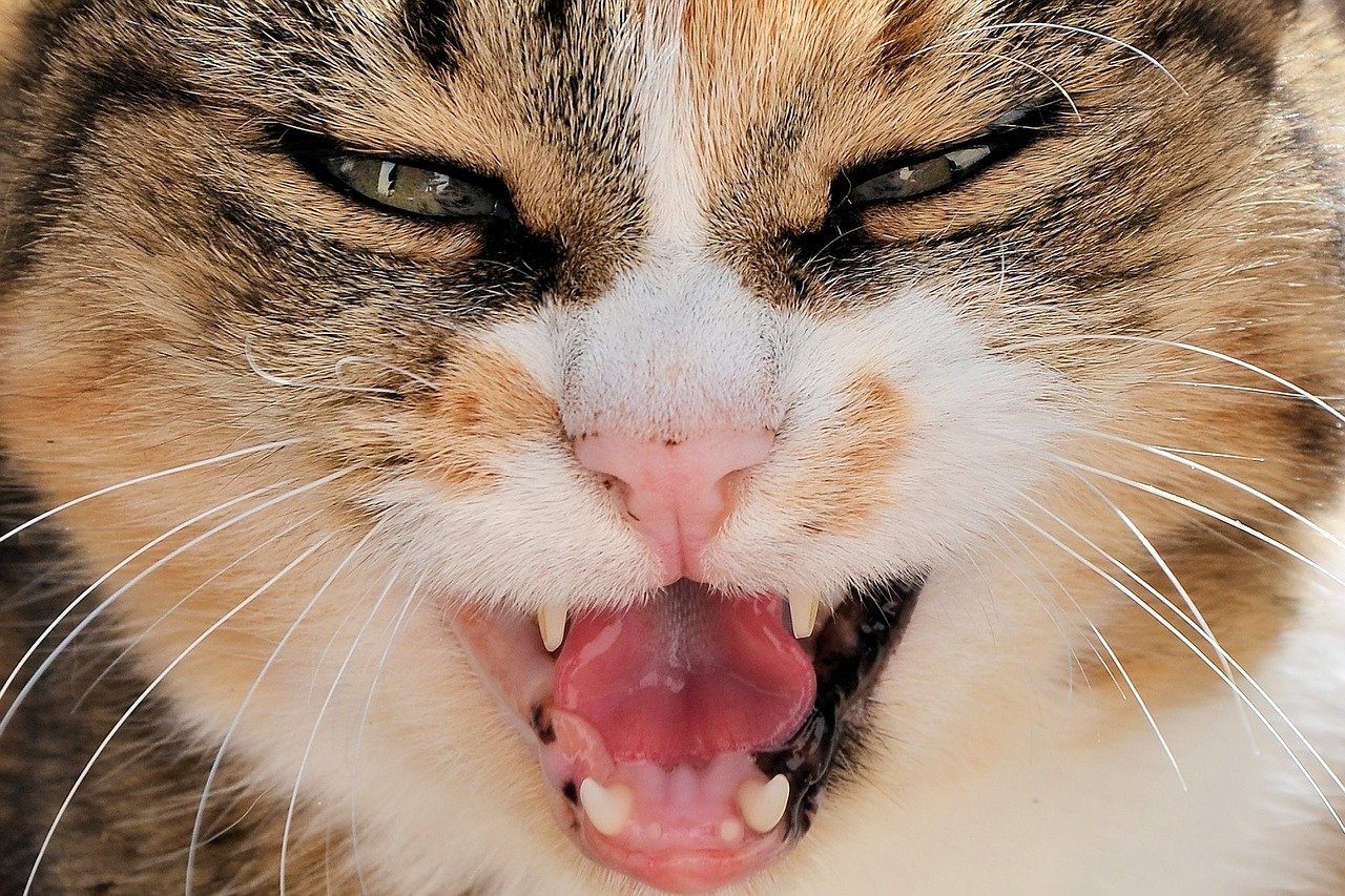 A closeup shot of a hissing tabby cat.