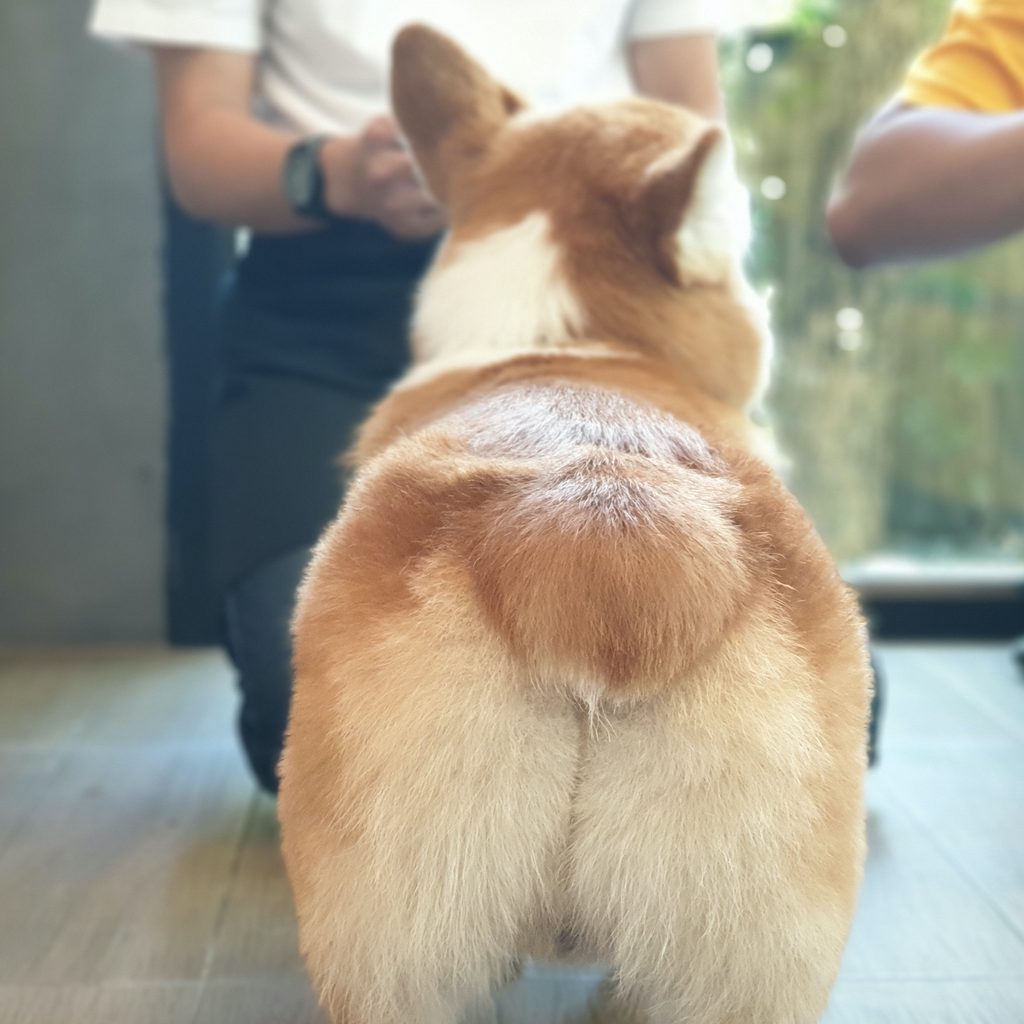 A close up of a Corgi's butt with people standing in the room behind
