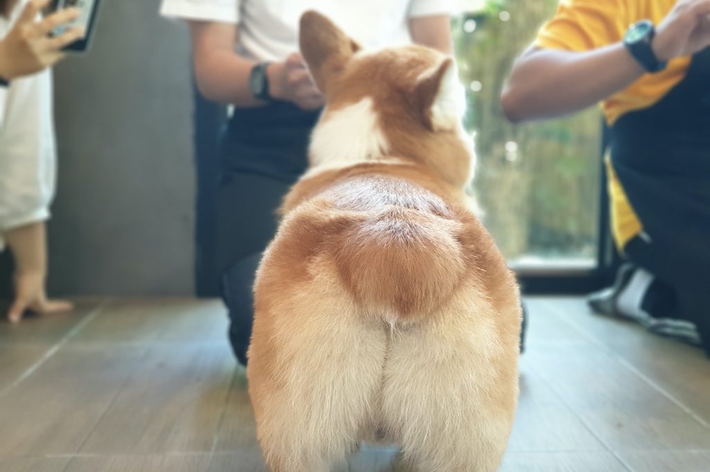 A close up of a Corgi's butt with people standing in the room behind