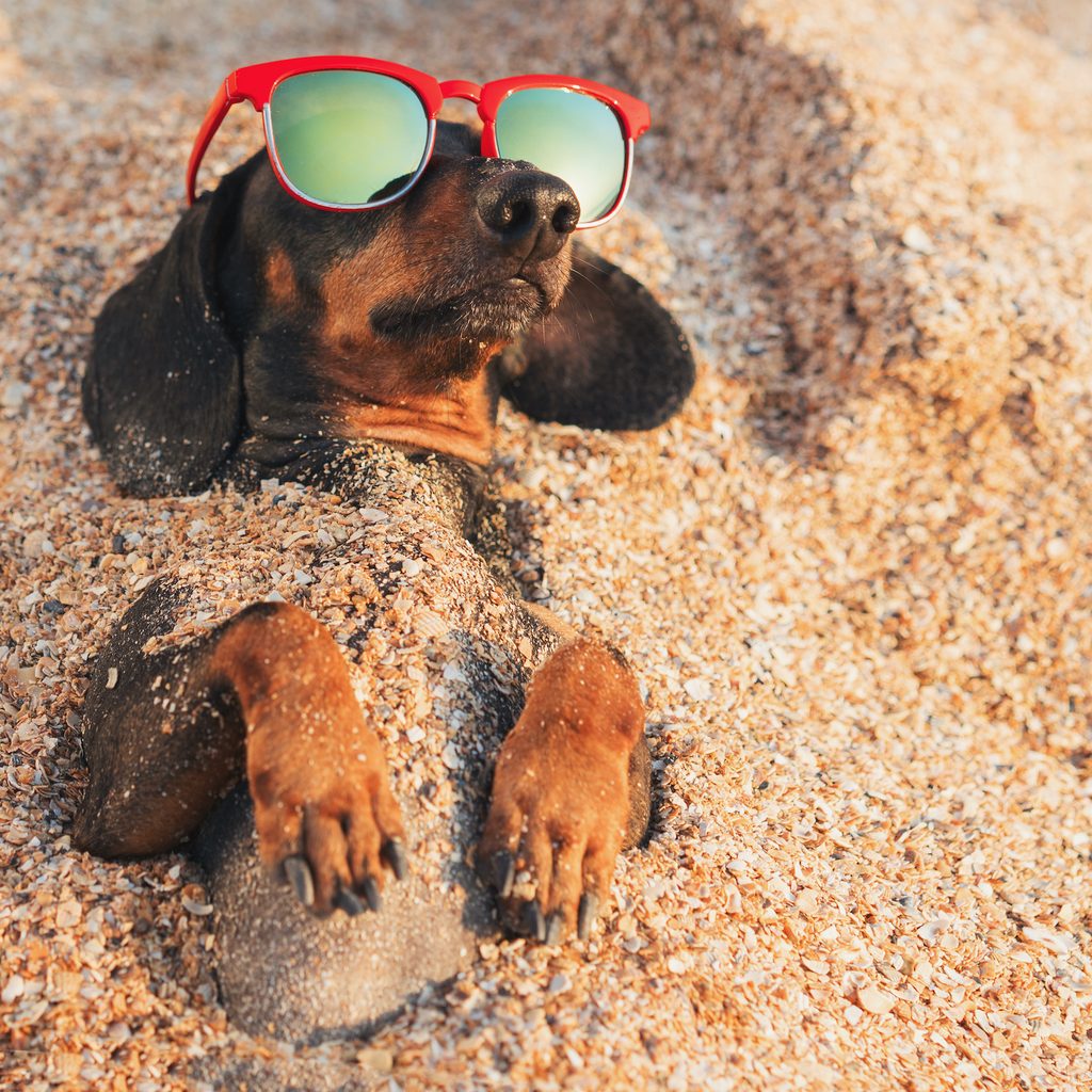 A Dachshund dog lies half buried in the sand on a beach wearing sunglasses