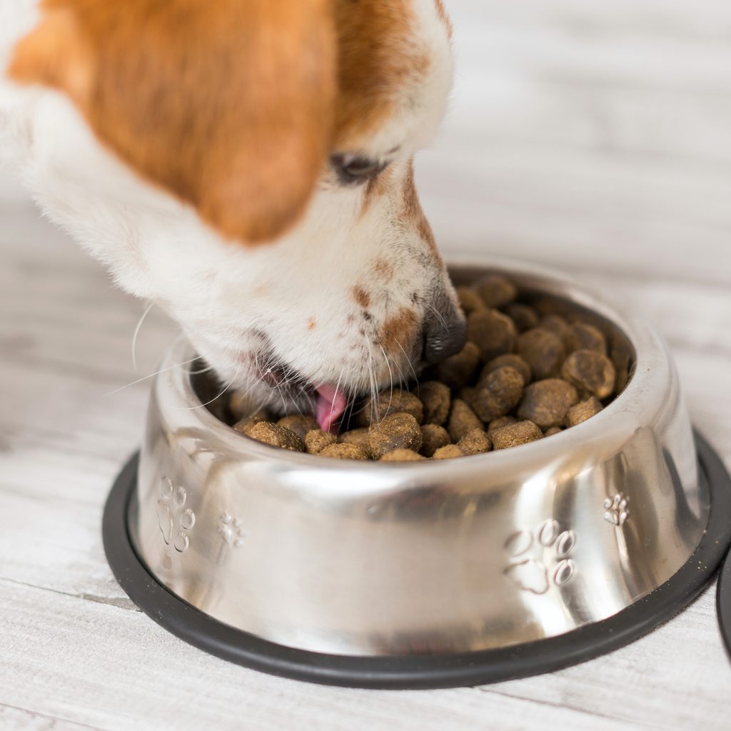 A white and brown dog eats from his bowl of kibble