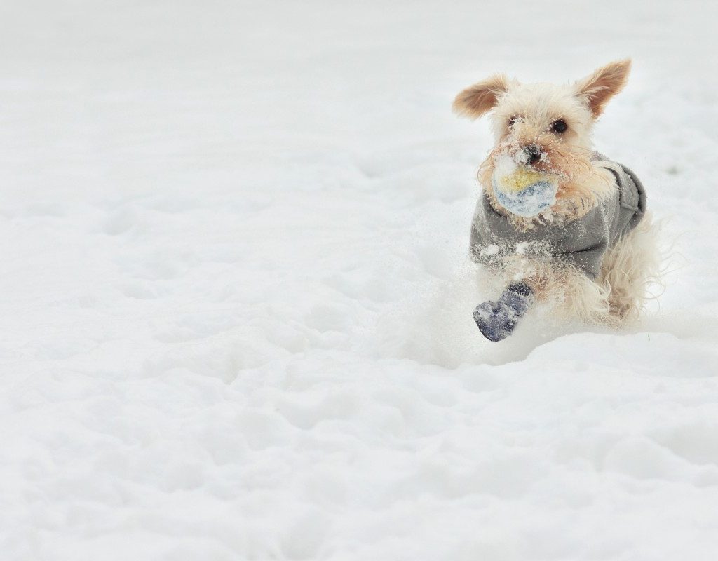 a white dog running in the snow in boots