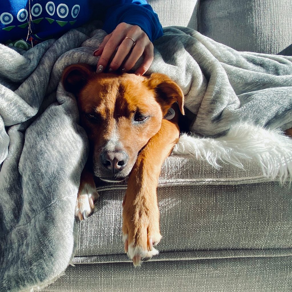 Dog and owner snuggling under a blanket on the sofa