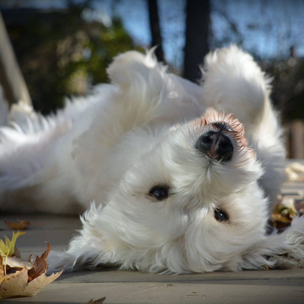 A fluffy white dog lies on their back on a deck outside with leaves around them
