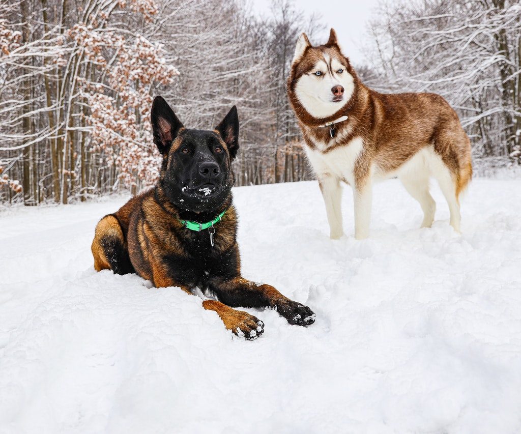 A German shepherd and a Husky sitting in the snow
