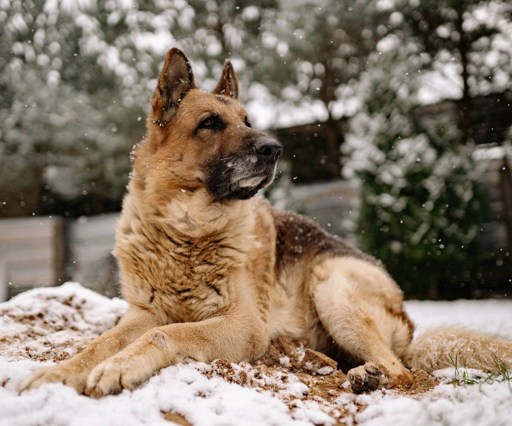 A German shepherd lying in the snow