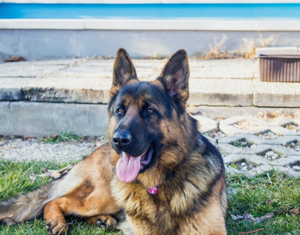 a german shepherd in the backyard