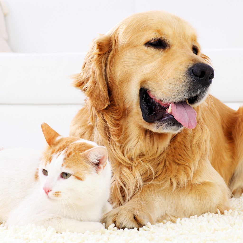 Golden Retriever and cat sitting together