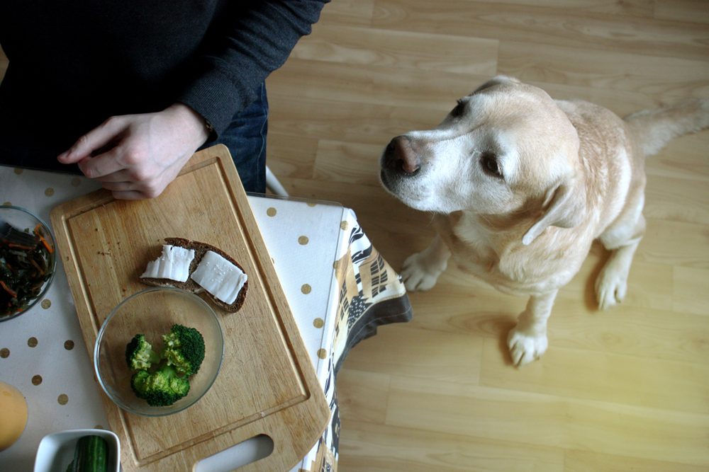 Yellow Labrador begging for table scraps.
