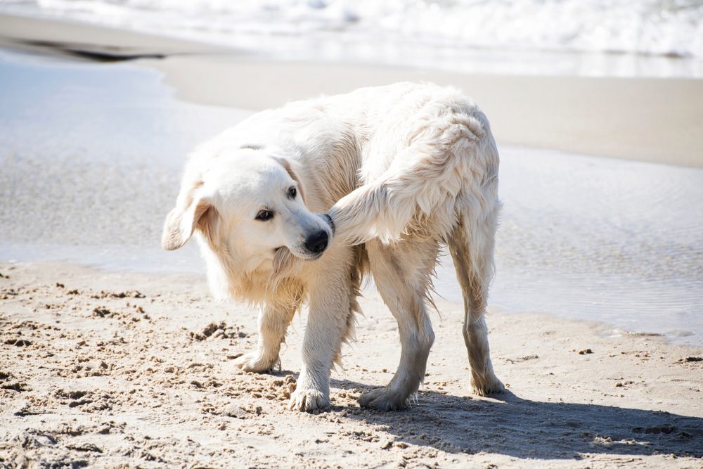 A Golden Retriever chases his tail on the beach.