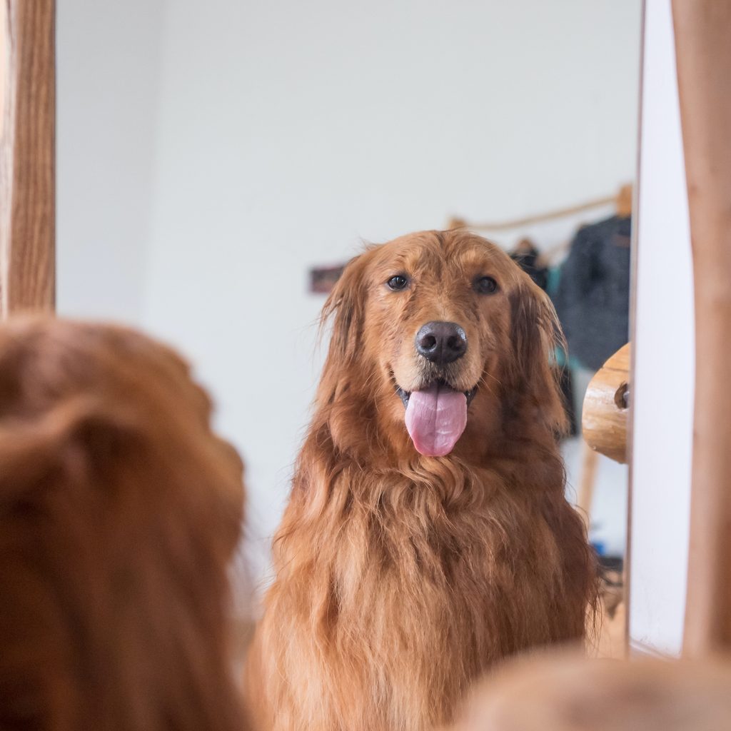 A golden retriever looks at their reflection in the mirror