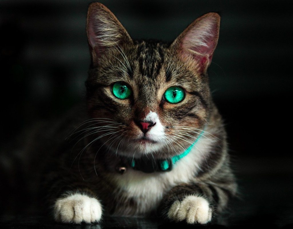 a gray cat with green eyes on a black background