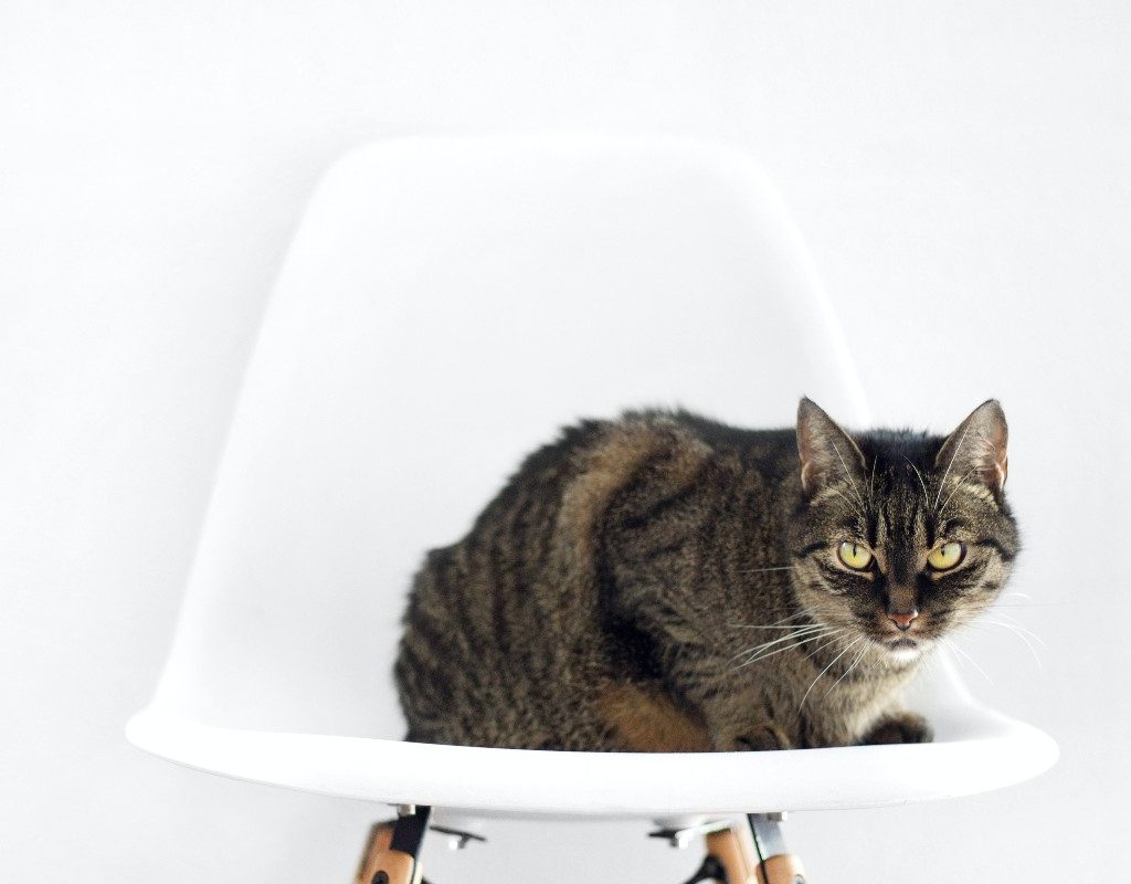 gray cat white chair