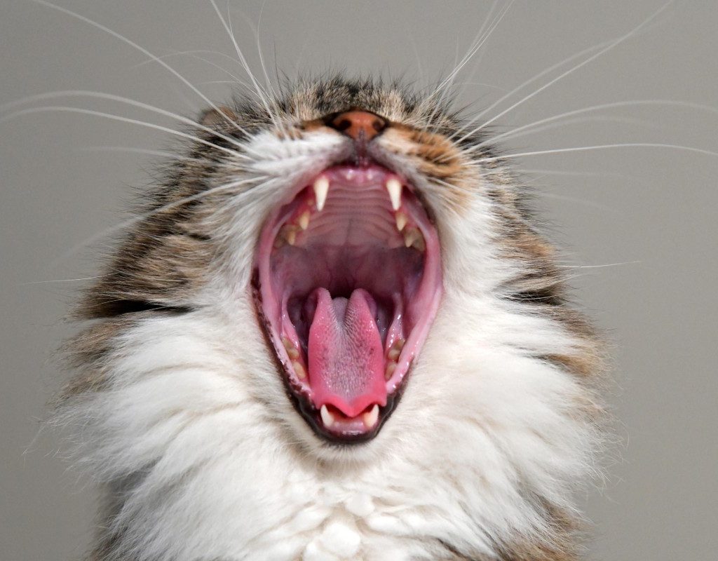 a gray and white cat yawning
