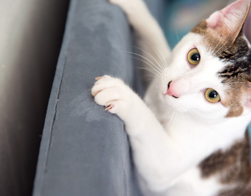 Gray and white cat scratching a couch