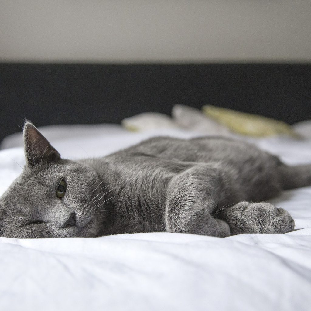 Grey cat lying on a bed with a white comforter