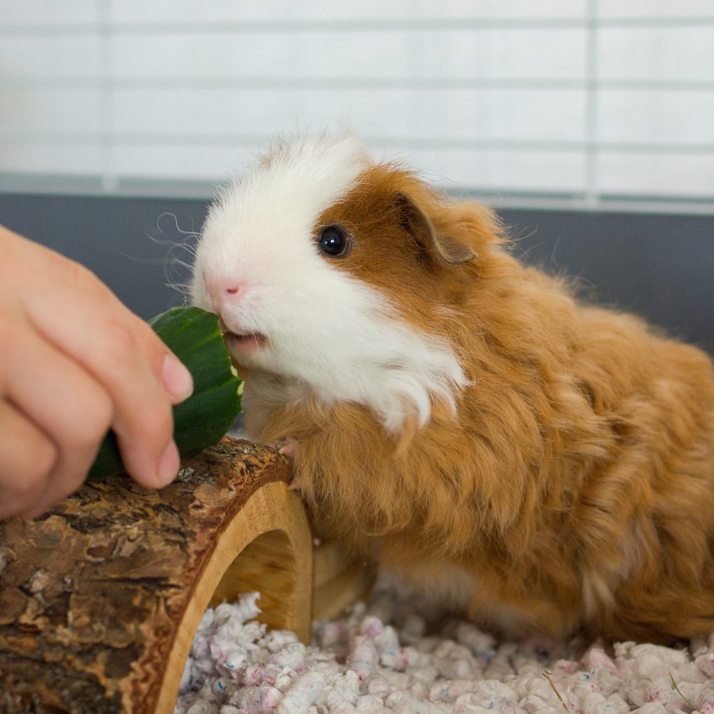 Guinea pig eats a piece of cucumber in his cage