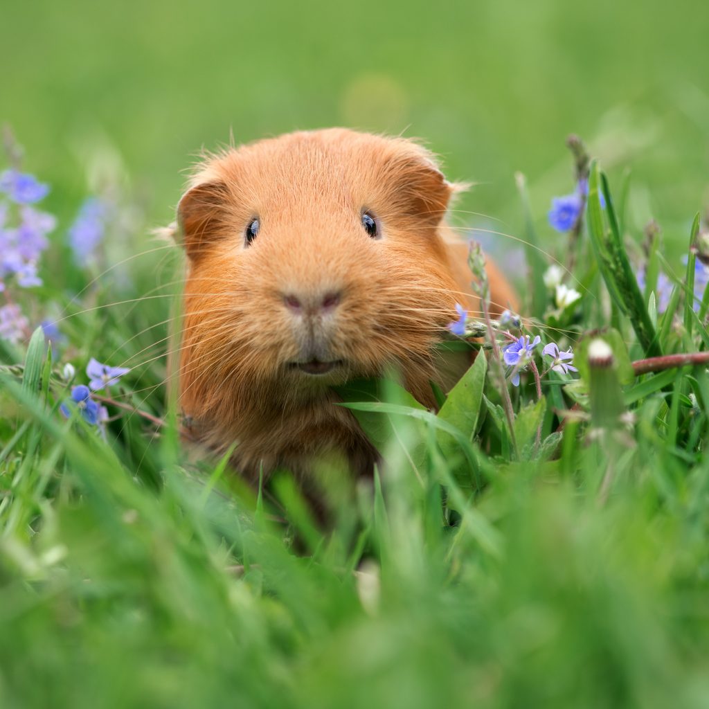 Guinea pig hides out in the grass with flowers