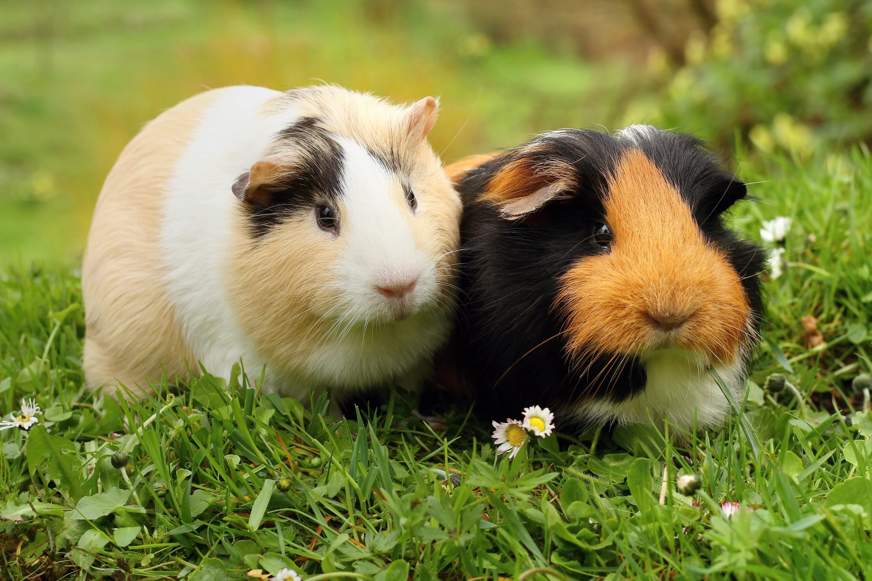 Two guinea pigs sit together outside