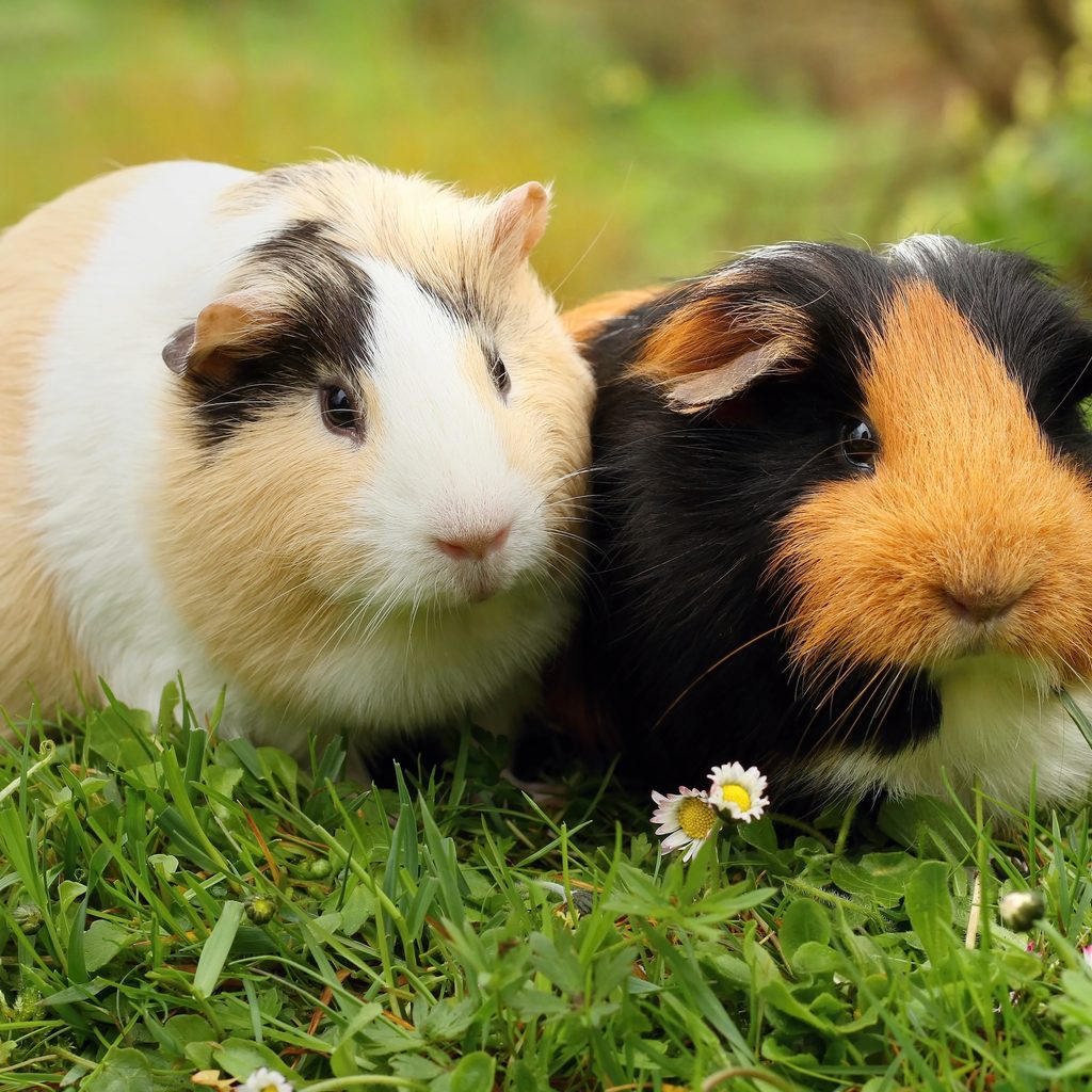 Two guinea pigs sit together outside