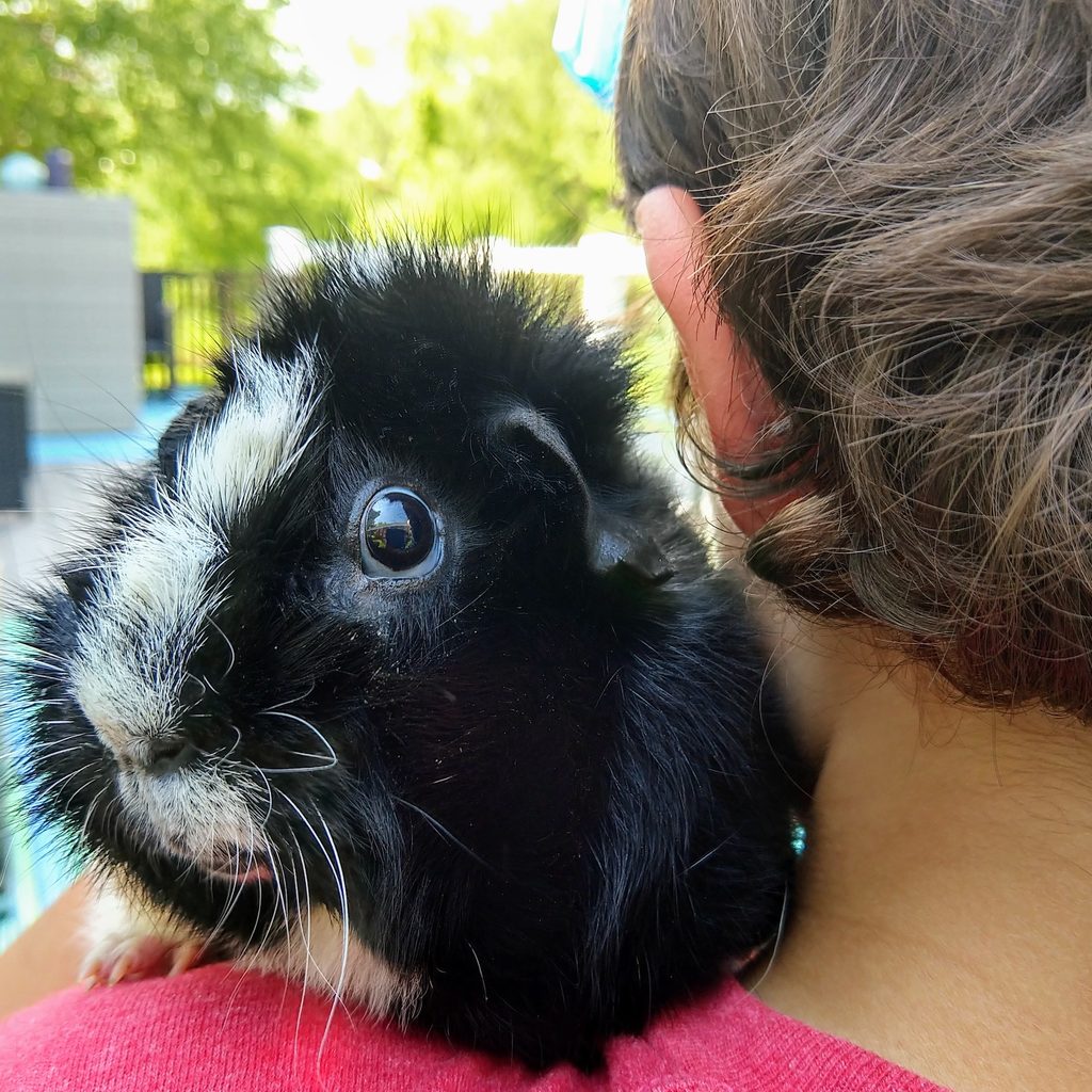Cute guinea pig rides on his owner's shoulder