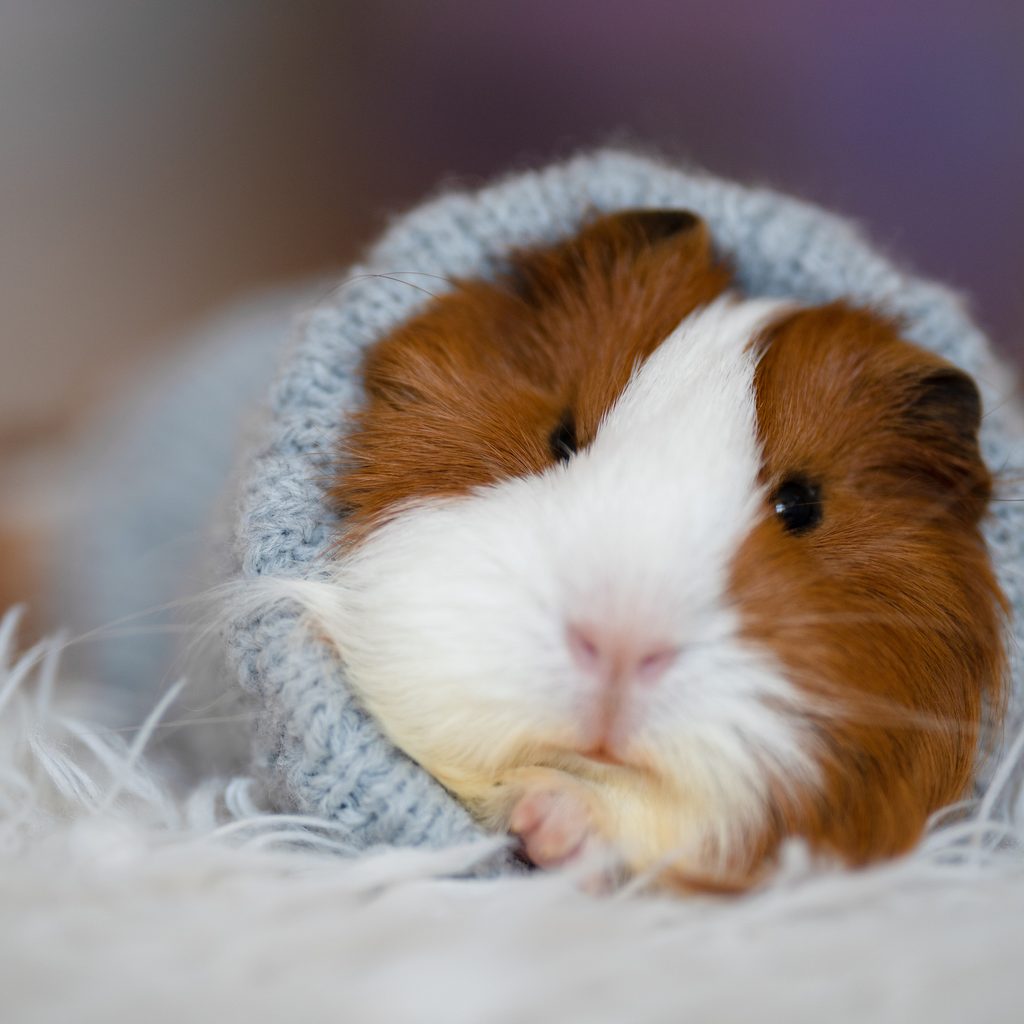 Guinea pigs lies down in a sweater