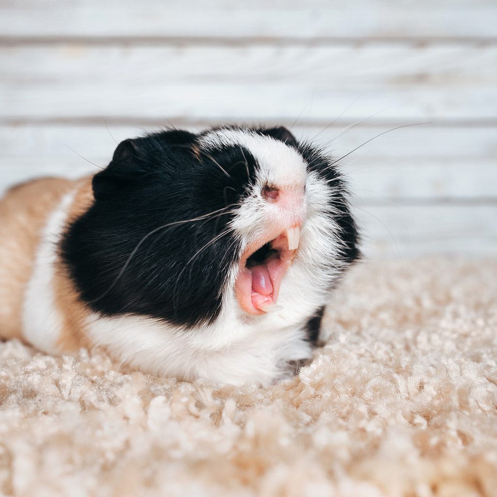 Guinea pig bares her teeth