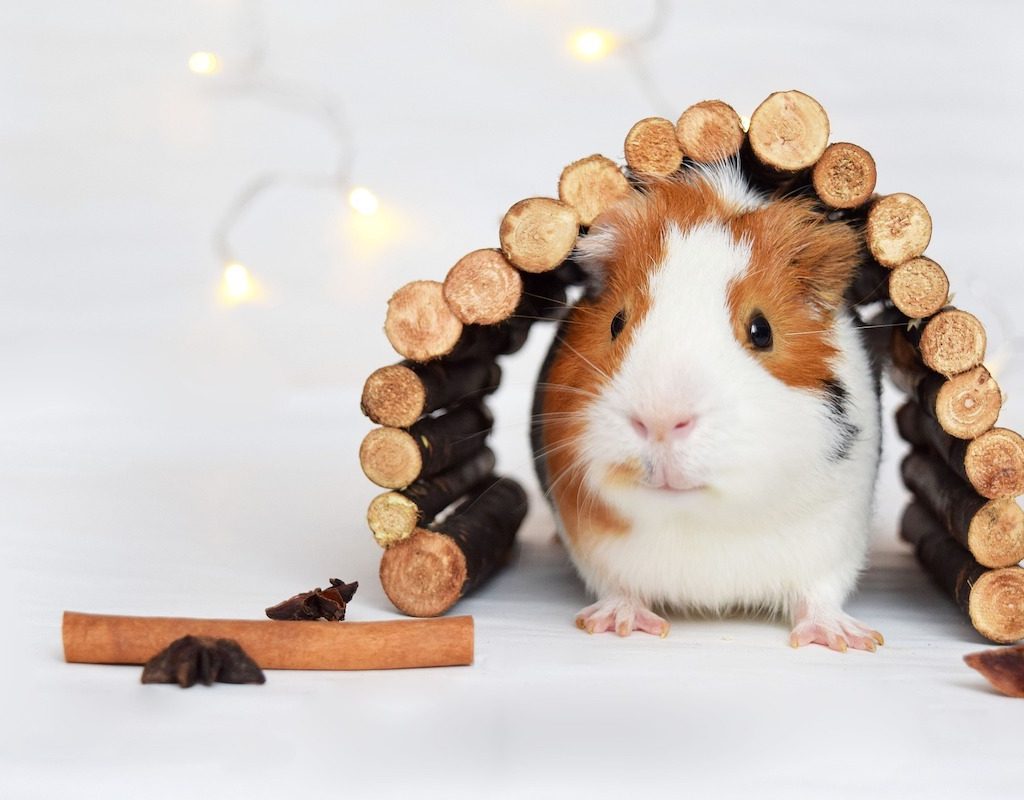 Guinea pig plays with a toy