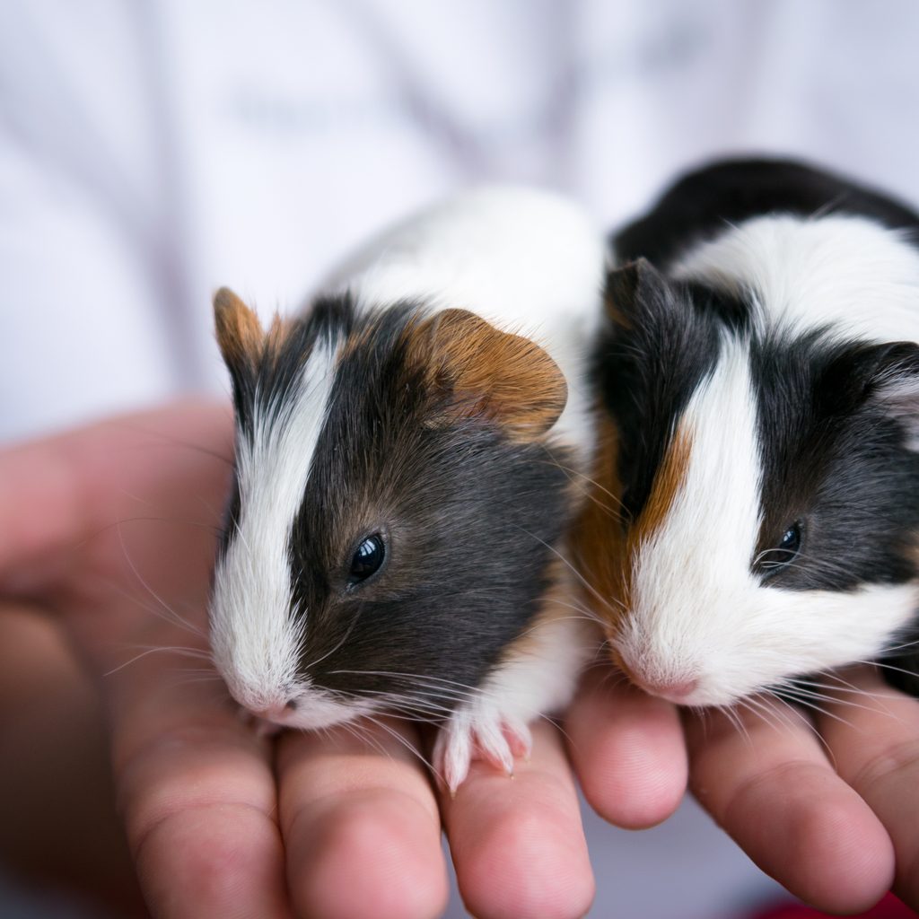 Two guinea pigs sit in their owners hand