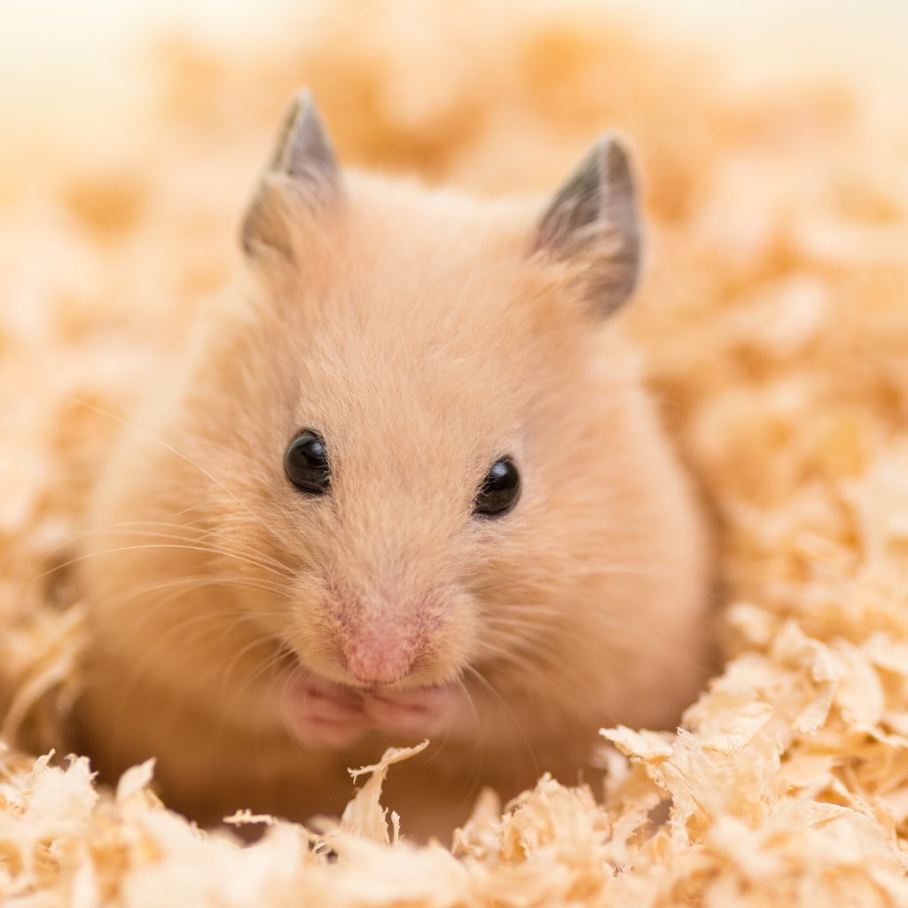 Golden hamster eats a seed while sitting in his bedding