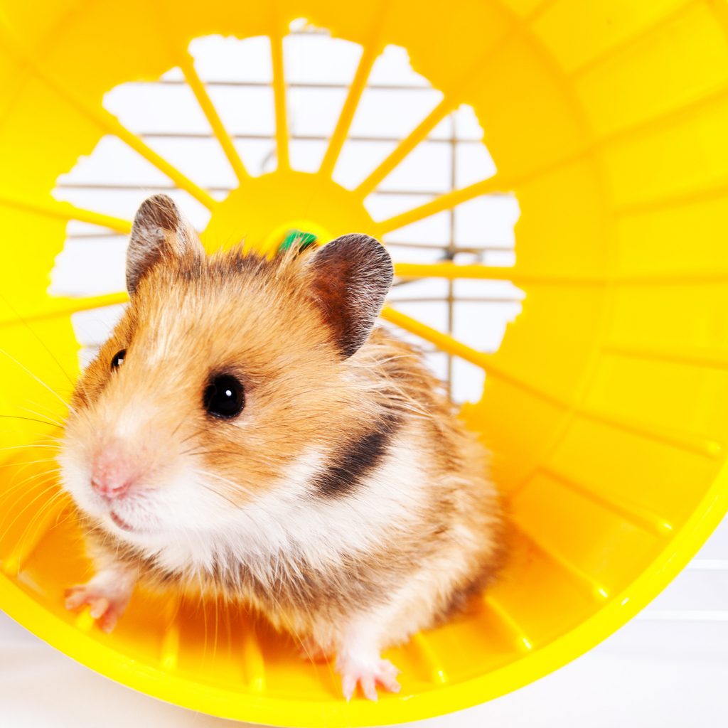 Hamster peeks out of a yellow wheel in his cage