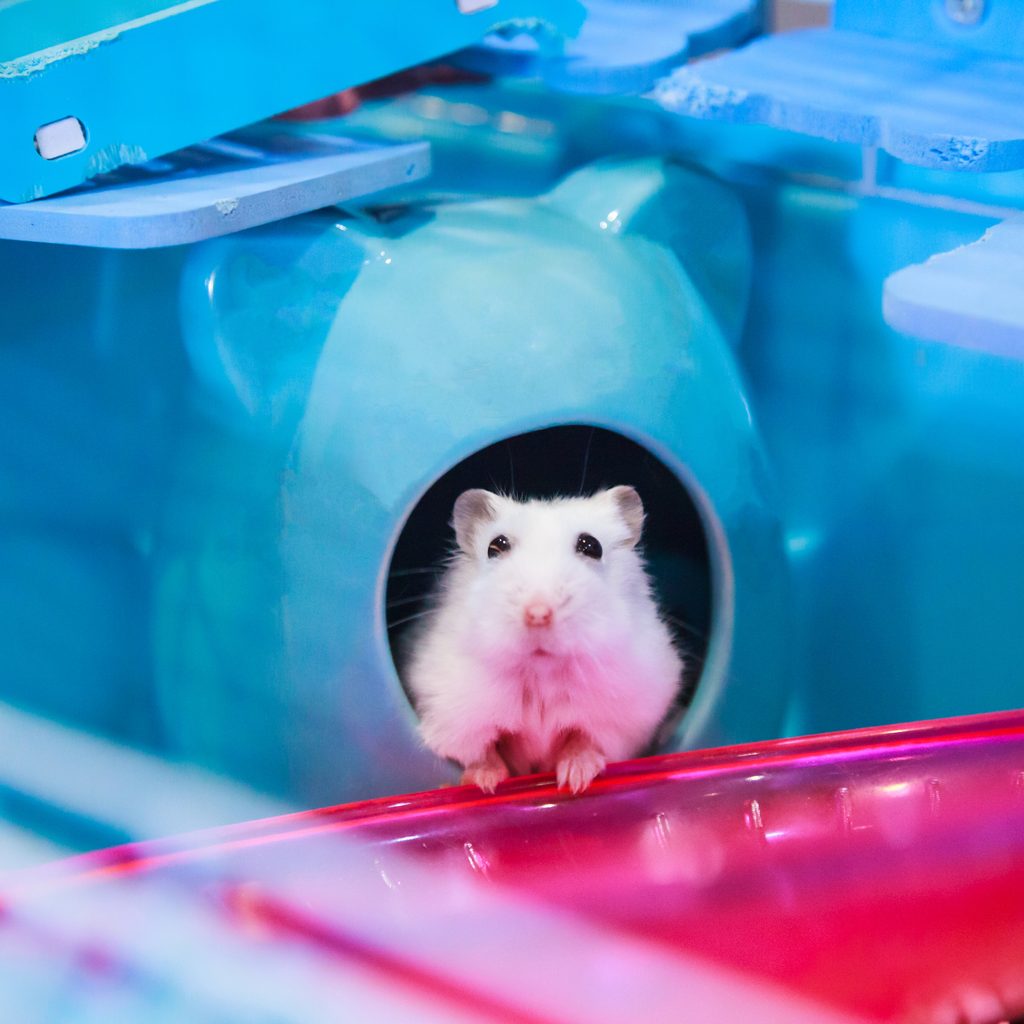 White hamster peeks out of his enclosure