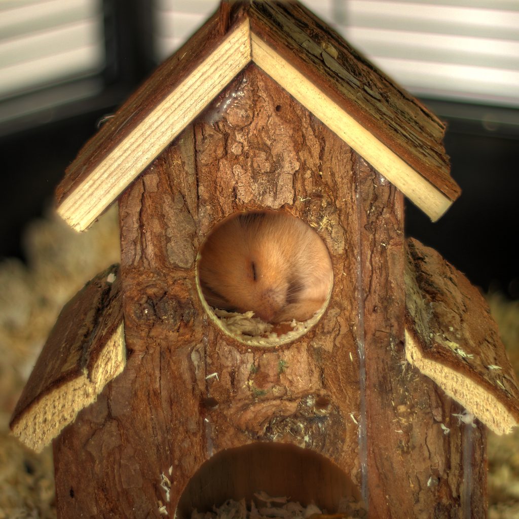Hamster sleeps in a small wooden house in his cage