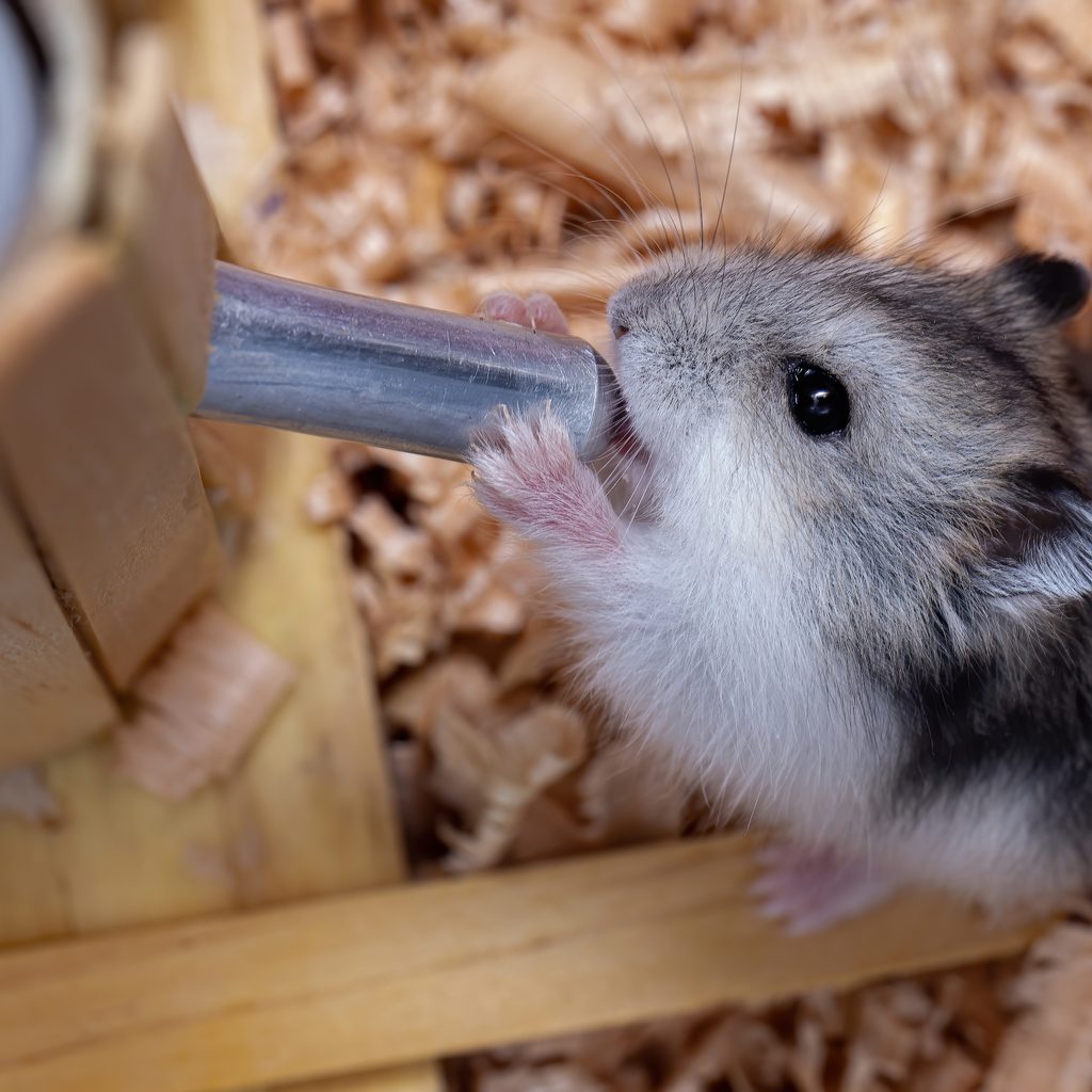 Hamster drinks out of his water bottle